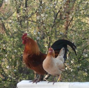 The Nankin Chicken Breed Image